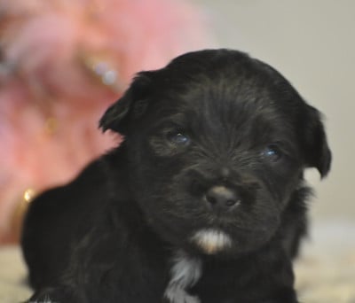 Les chiots de Terrier Tibetain