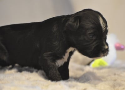 Les chiots de Terrier Tibetain