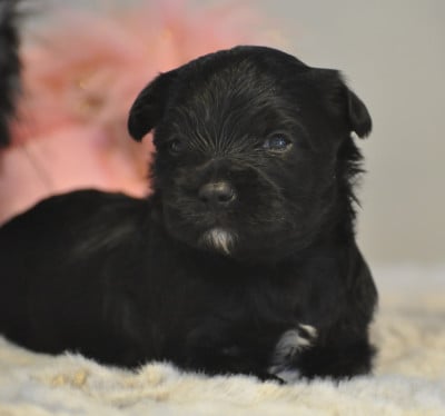Les chiots de Terrier Tibetain