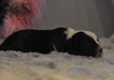 Les chiots de Terrier Tibetain