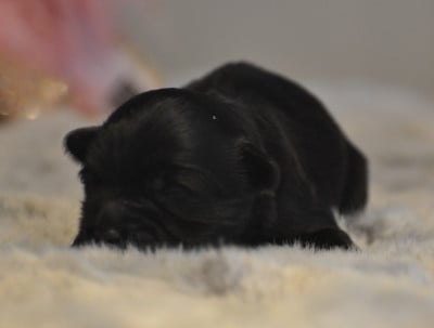 Les chiots de Terrier Tibetain