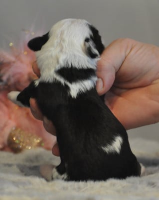 Les chiots de Terrier Tibetain