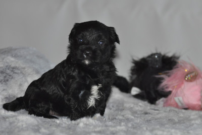 Les chiots de Terrier Tibetain