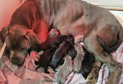 CHIOT 3 noire - Cane Corso