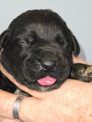 CHIOT 1 noire - Cane Corso