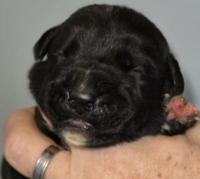 CHIOT 2 noire - Cane Corso