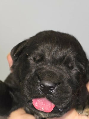 CHIOT 4 noire - Cane Corso