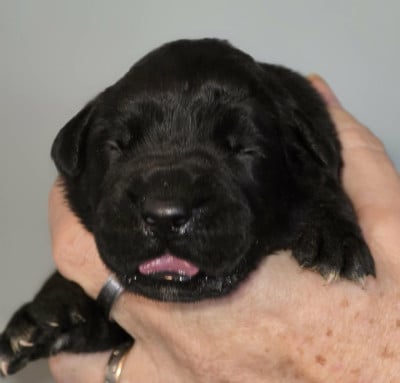 CHIOT 6 noire - Cane Corso