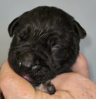 CHIOT 7 noir - Cane Corso