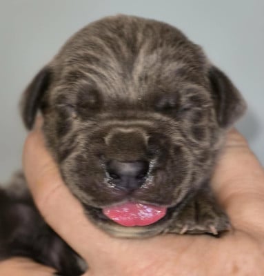 CHIOT 9 bleu - Cane Corso