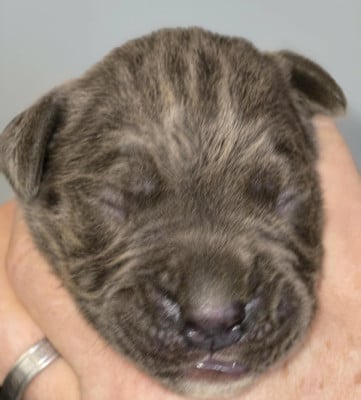 CHIOT 10 bleu - Cane Corso