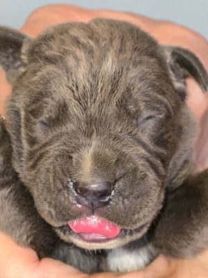 CHIOT 11 bleu - Cane Corso