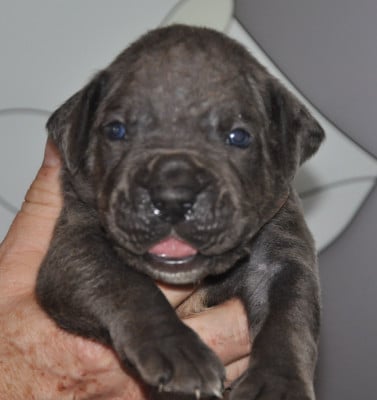 Les chiots de Cane Corso
