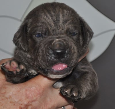 Les chiots de Cane Corso
