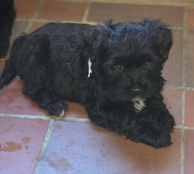 Les chiots de Terrier Tibetain