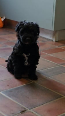 Les chiots de Terrier Tibetain