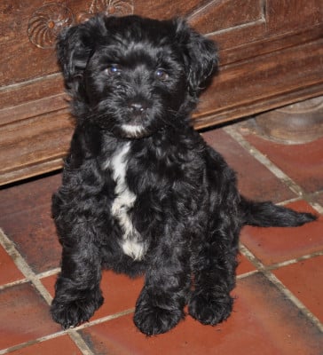 Les chiots de Terrier Tibetain