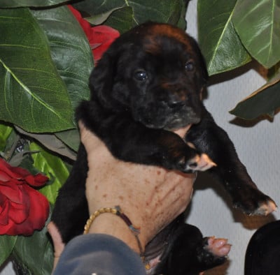 Les chiots de Cane Corso