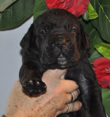 Les chiots de Cane Corso
