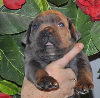 Les chiots de Cane Corso