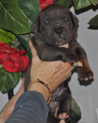 Les chiots de Cane Corso