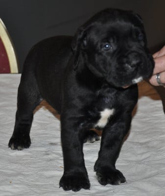 Les chiots de Cane Corso