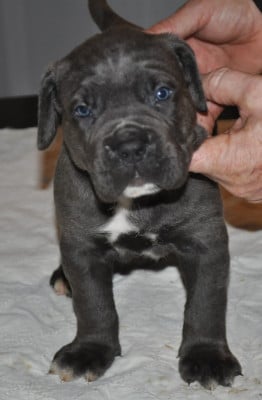 Les chiots de Cane Corso