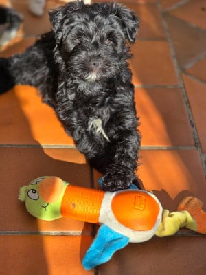 Les chiots de Terrier Tibetain