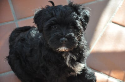 Les chiots de Terrier Tibetain