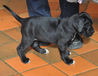 Les chiots de Cane Corso