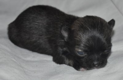 BIPBIP mini - Chihuahua