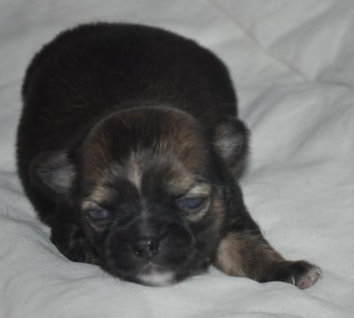 BIBHA - Chihuahua