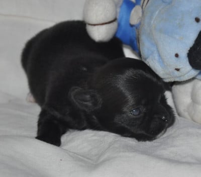 BLACK BEAUTY - Chihuahua