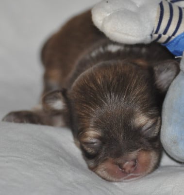 BUZZ - Chihuahua