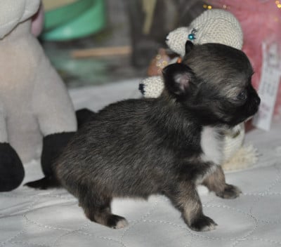 Les chiots de Chihuahua