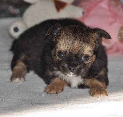 Les chiots de Chihuahua