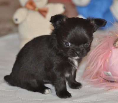 Les chiots de Chihuahua