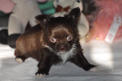 Les chiots de Chihuahua