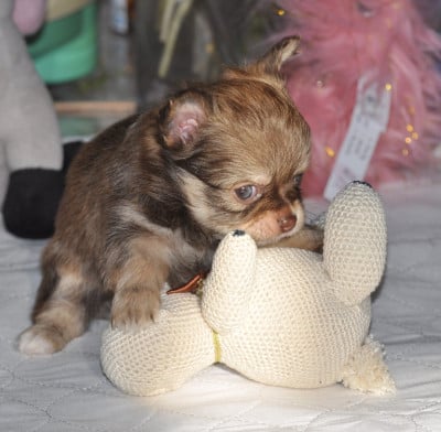 Les chiots de Chihuahua