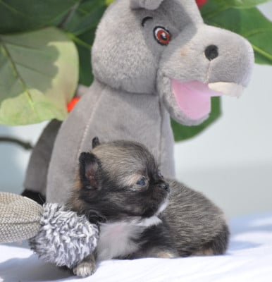 Les chiots de Chihuahua