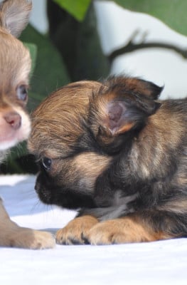 Les chiots de Chihuahua
