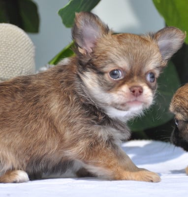 Les chiots de Chihuahua