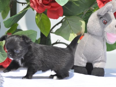 Les chiots de Chihuahua
