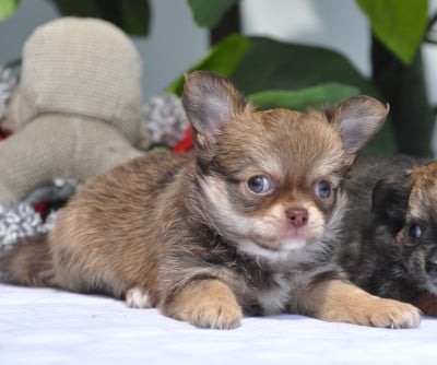 Les chiots de Chihuahua