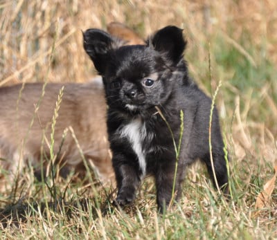 Les chiots de Chihuahua