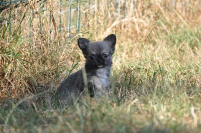 Les chiots de Chihuahua