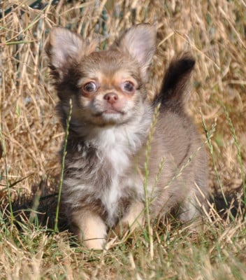Les chiots de Chihuahua