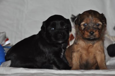 CHIOT 3 - Terrier Tibetain