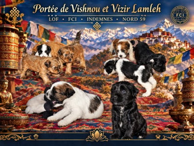 Les chiots de Terrier Tibetain