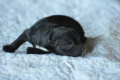 Les chiots de Terrier Tibetain